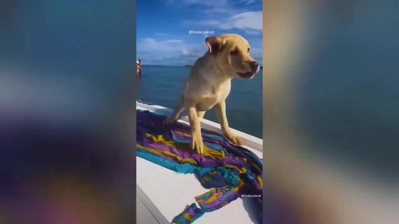 Funny Animal Videos 2023 🥰 - Funniest Dogs and Cats Videos 😁 #6 Download MP4 720