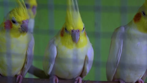 The most beautiful and cutest colored birds