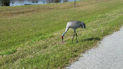 Florida bird