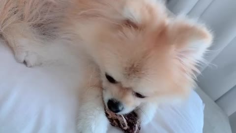 Our cute baby eating duck bones.