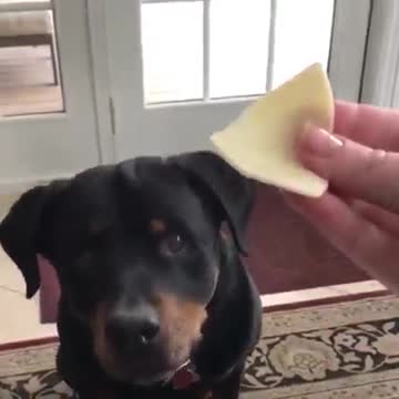Smart dog refuses the chilli food !he move mouth