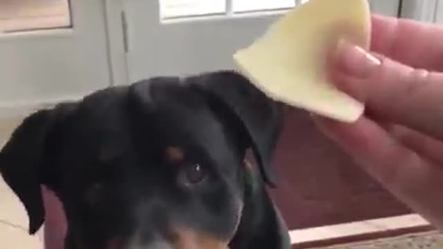 Smart dog refuses the chilli food !he move mouth