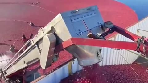 Job Opening - Cranberry Harvester $150K