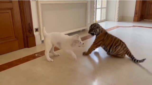 Dogs and tiger baby fight that's it finall tiger is always right