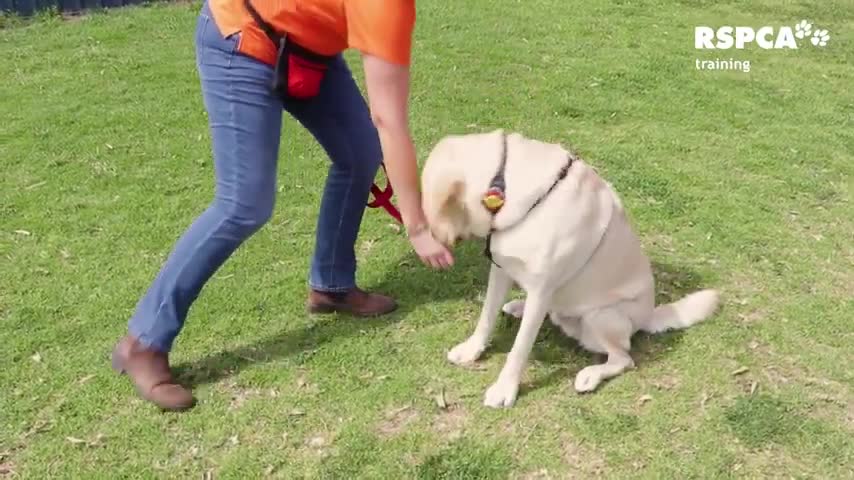 Do you wanna know how teach your dog to sit and drop?