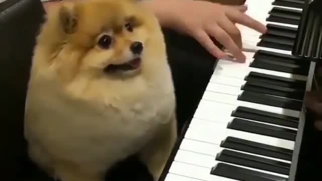 A dog who likes playing the piano.