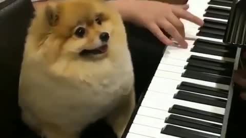 A dog who likes playing the piano.