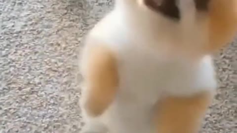 When a puppy can't resist a tasty treat