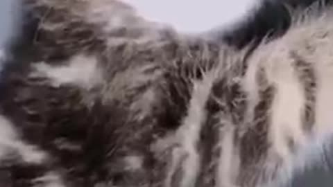 Cats - Baby cats - funny and fluffy (73) / Gatos - Filhotes - engraçados e fofos (73) #shorts