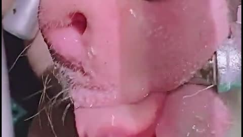 Is this a pig drinking water? Its tongue looks so funny