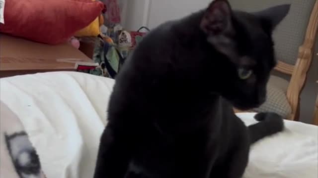 The Precious Expressions of Piper the Cat [A Compilation #shorts