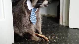 Raccoon Really Likes Pizza