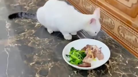 Feed the Cat