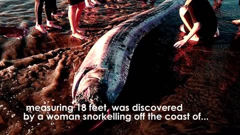 10 Sea Creatures You Won't Believe Exist