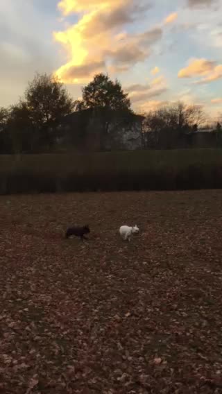 Course dans les feuilles