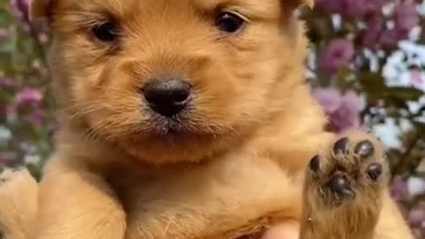 Most Funny - Cutest baby animals Videos Compilation _ Cute moment of the animals