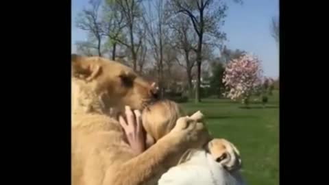 Lion Cubs meet their owner after Long time