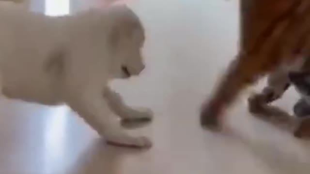 cute fight between dog and tiger