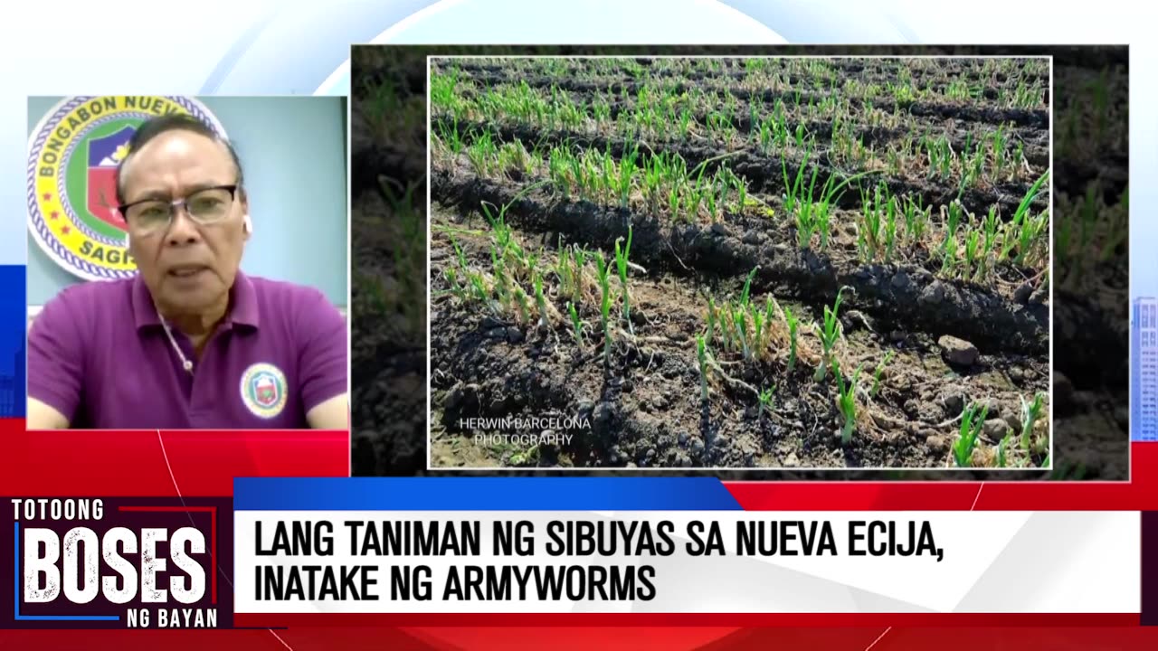 Ilang taniman ng sibuyas sa Nueva Ecija, inatake ng armyworms