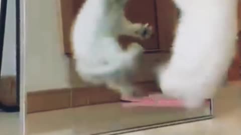 Little kitten fight with herself in the mirror