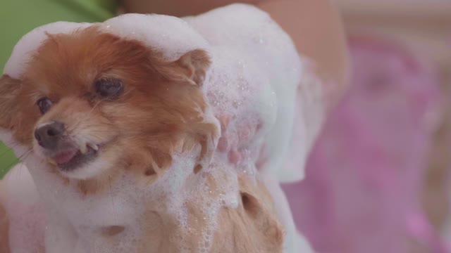 Bathing a small and calm dog