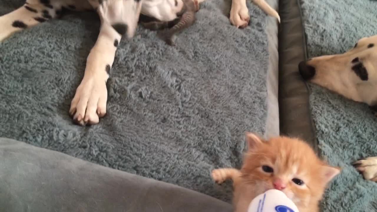 Trio of Dalmatians help raise foster kittens