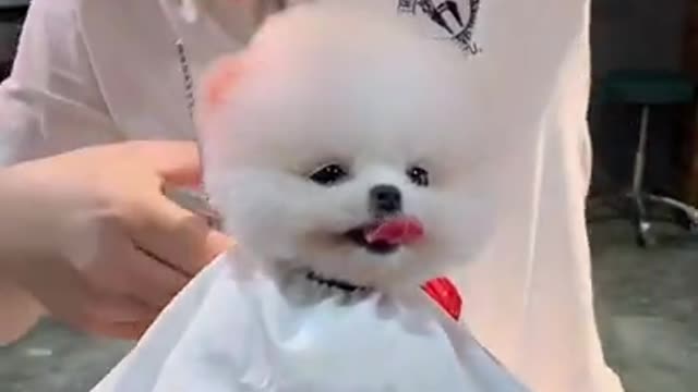 white feathered dog hair cut cute expression