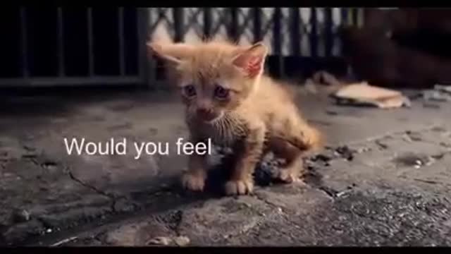 Small cat on street broken heart