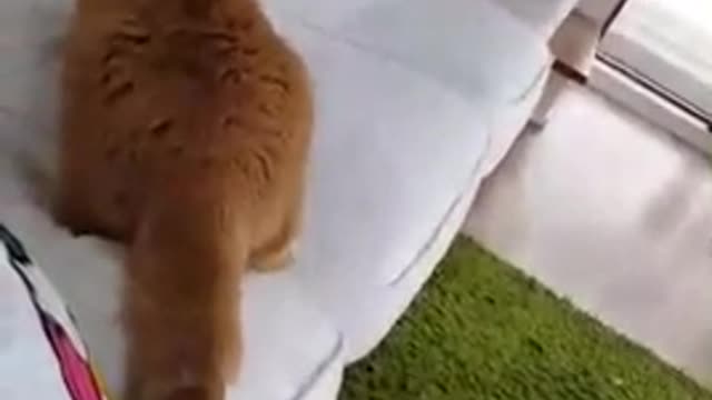 Orange cat trying to get on top of couch multiple times