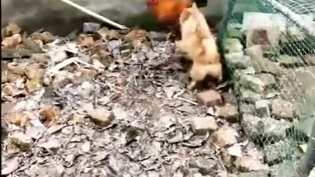 Chicken VS Dog Fight - Funny Dog Fight Videos Shovo