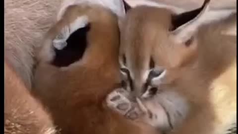 Baby animals