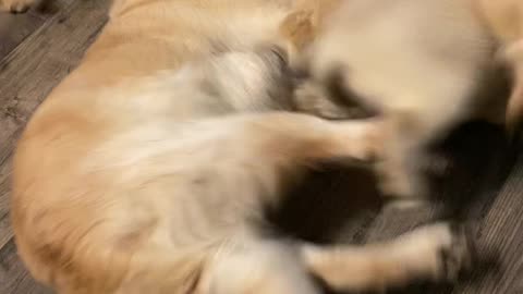 Doggy Dad Swarmed by Puppy Pack