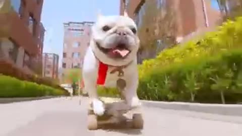 Skatedog 23
