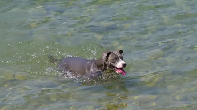 dog lake swim puppy