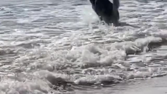 FunnyDogToday, Husky rushing to the sea