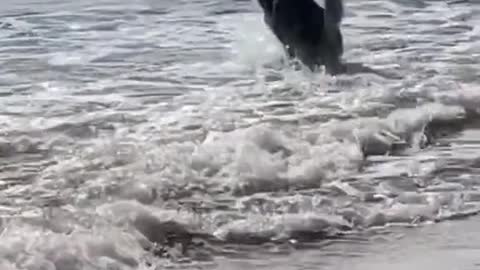FunnyDogToday, Husky rushing to the sea