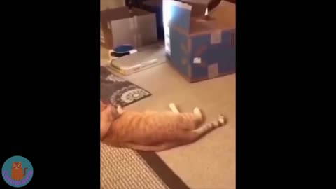 Funny Cats video, Cute and very hilarious