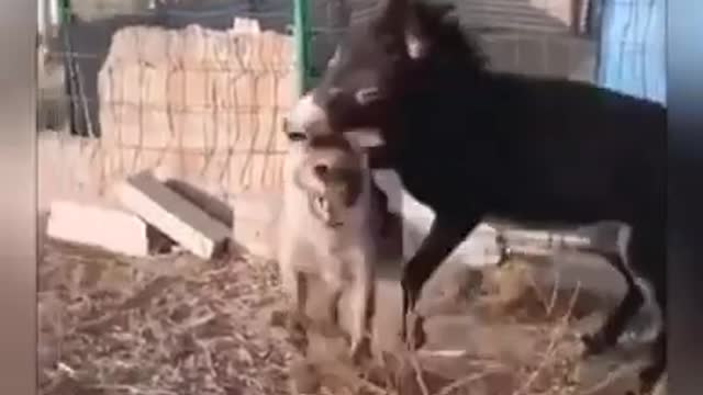 Donkey eating hyena and funny