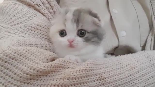 Cute cat playing