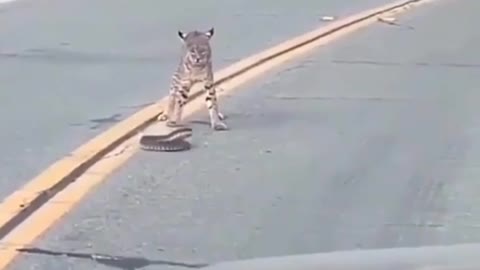 what is this cat doing on the highway 😕😕 #animal # funny pets #pets # cat # snake # viral