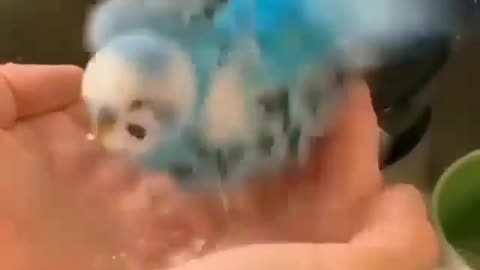 Cute parrot taking a shower