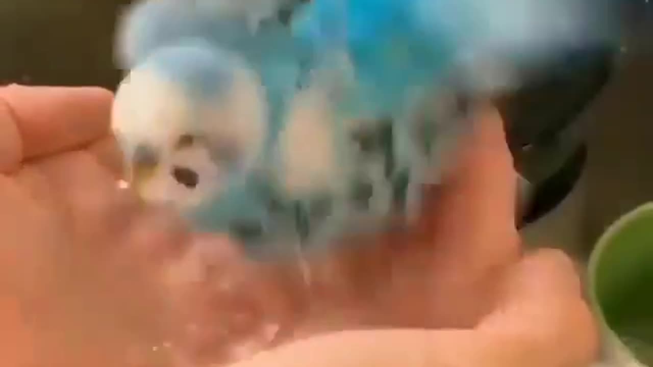 Cute parrot taking a shower