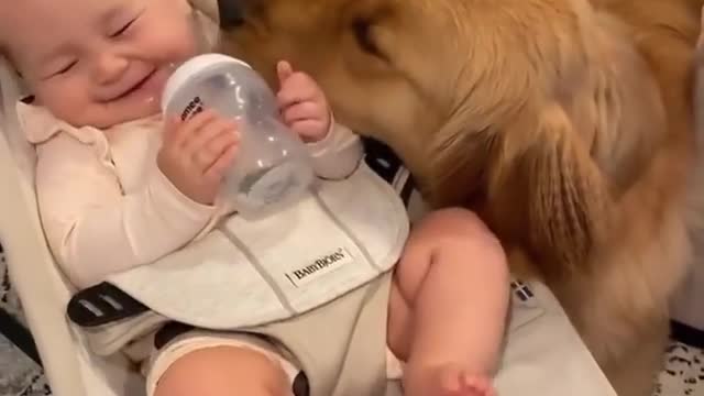 Golden Retriever Meets his Baby Brother