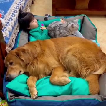 Pets Sleep With Baby Girl