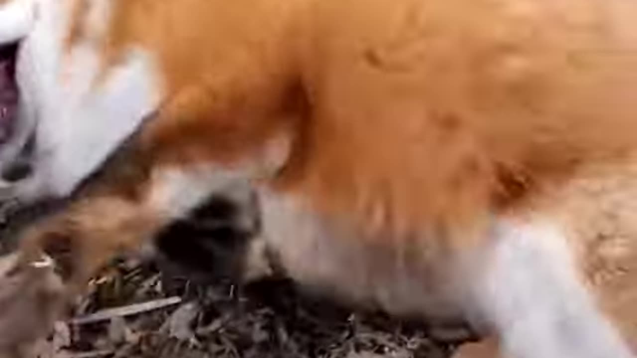 funny animals videos 5