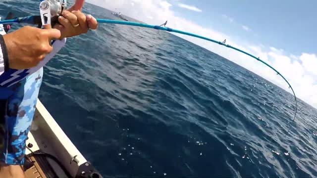 Fisherman Feeds Hungry Hammerhead