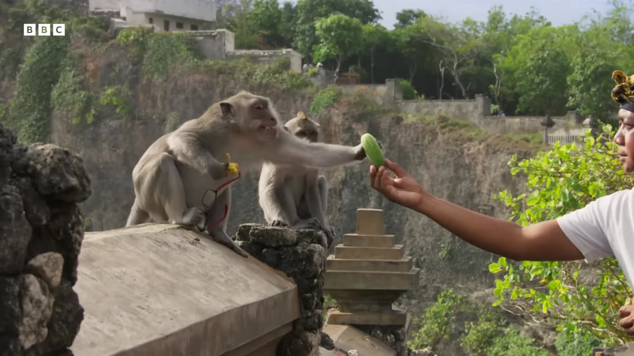 The Bartering Monkeys of Bali | Planet Earth III | BBC Earth