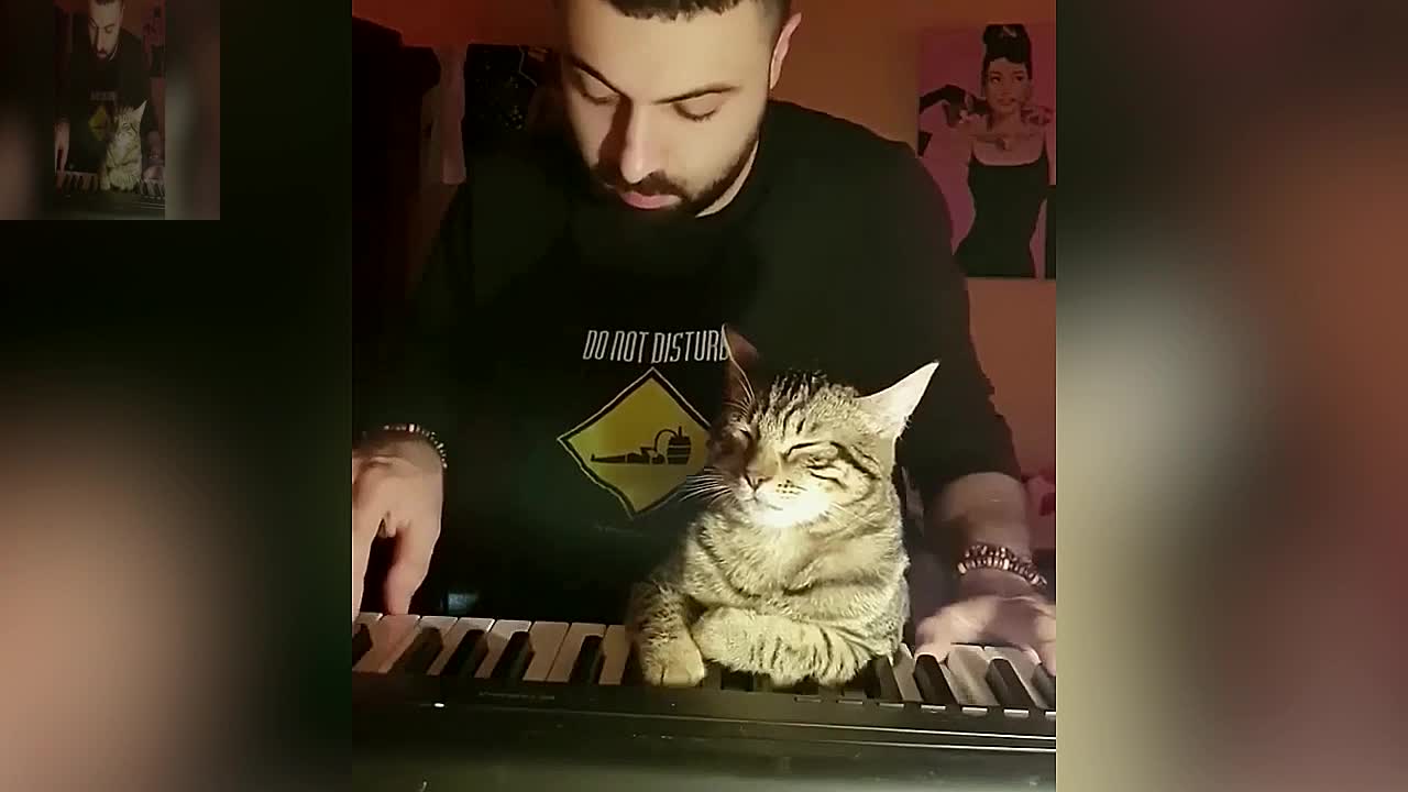 Cultivating the music cells of cats
