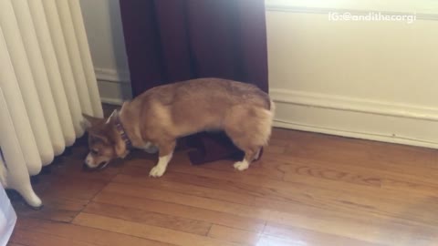 Brown dog tossing ball under heater