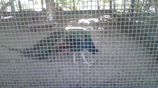 Lindo pavão no parque, as cores das asas parecem até um arco-íris [Nature & Animals]